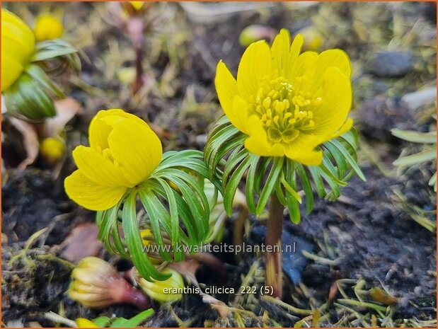 Eranthis cilicica | Winterakoniet | Taurus-Winterling | Winter Aconite