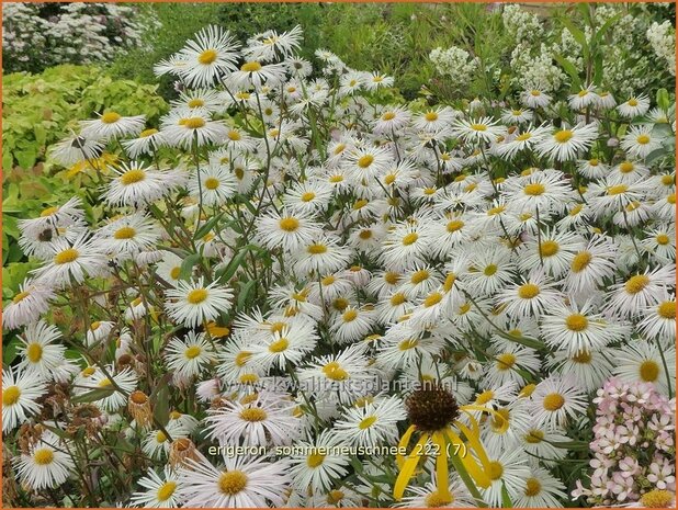 Erigeron 'Sommerneuschnee' | Fijnstraal | Feinstrahl | Fleabane