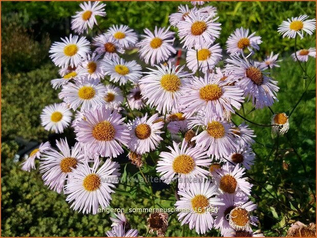 Erigeron &#39;Sommerneuschnee&#39;