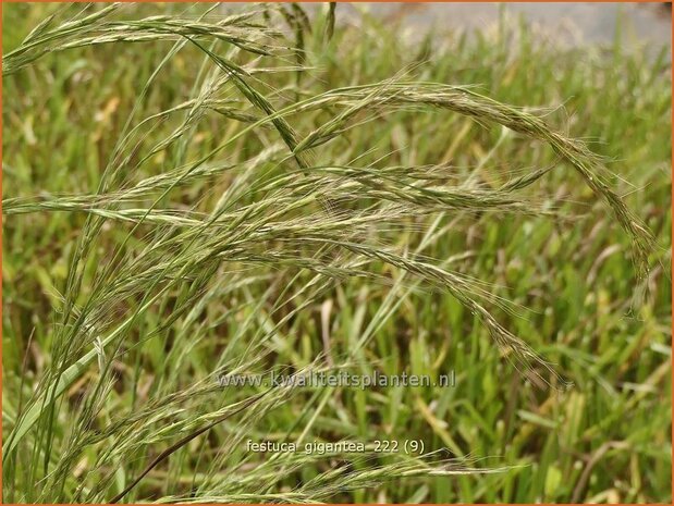 Festuca gigantea | Reuzenzwenkgras, Schapengras, Zwenkgras | Grüner Riesenschwingel | Giant Fescue