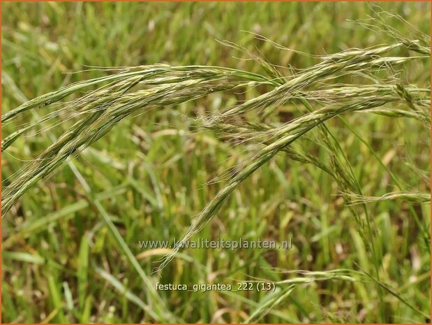 Festuca gigantea | Reuzenzwenkgras, Schapengras, Zwenkgras | Grüner Riesenschwingel | Giant Fescue