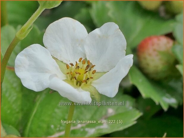 Fragaria ananassa 'Elan' | Tuinaardbei, Aardbei | Garten-Erdbeere | Garden Strawberry