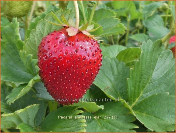 Fragaria ananassa 'Elan' | Tuinaardbei, Aardbei | Garten-Erdbeere | Garden Strawberry