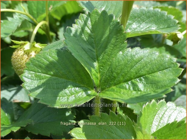 Fragaria ananassa 'Elan' | Tuinaardbei, Aardbei | Garten-Erdbeere | Garden Strawberry