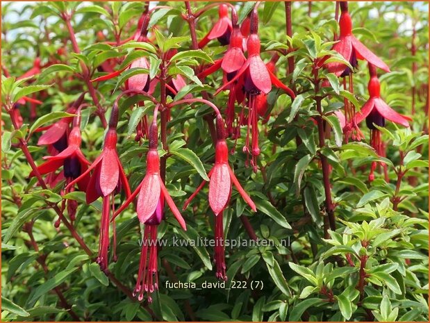 Fuchsia 'David' | Bellenplant, Tuinfuchsia, Fuchsia | Fuchsie | Fuchsia