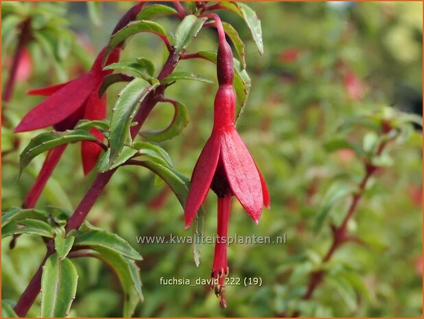 Fuchsia 'David' | Bellenplant, Tuinfuchsia, Fuchsia | Fuchsie | Fuchsia