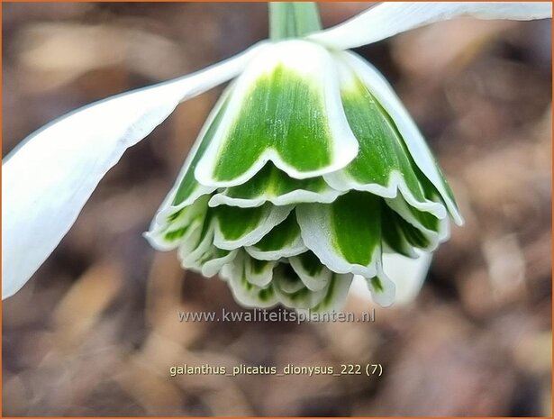 Galanthus plicatus 'Dionysus' | Geplooid sneeuwklokje, Sneeuwklokje | Ukrainisches Schneeglöckchen | Pleat