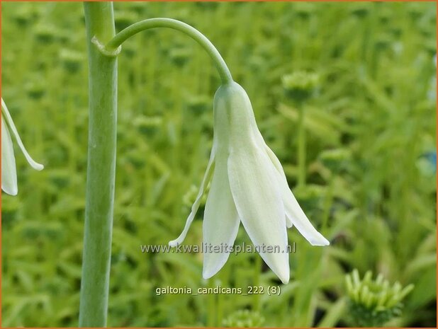 Galtonia candicans | Kaapse hyacint | Weißblühende Sommerhyazinthe | Summer Hyacinth