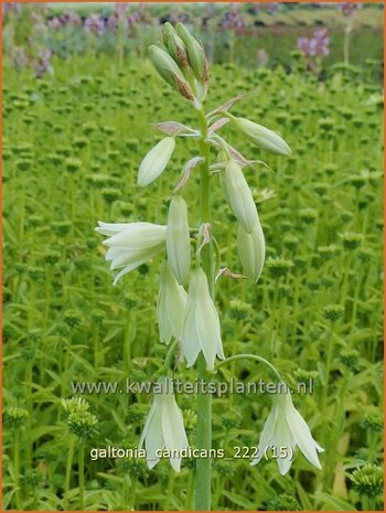 Galtonia candicans | Kaapse hyacint | Weißblühende Sommerhyazinthe | Summer Hyacinth