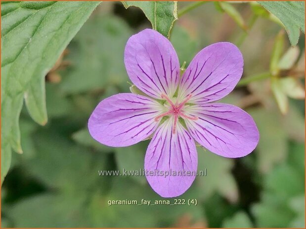 Geranium 'Fay Anna' | Ooievaarsbek, Tuingeranium, Geranium | Nepal-Storchenschnabel | Cranesbill
