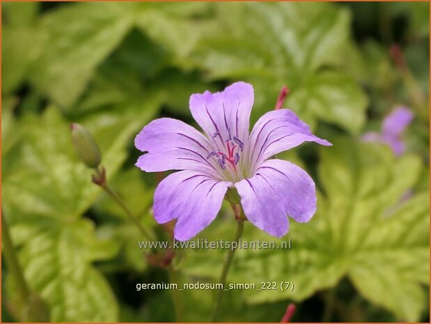Geranium nodosum 'Simon' | Knopige ooievaarsbek, Ooievaarsbek, Tuingeranium, Geranium | Bergwald-Storchschnabel | Kno
