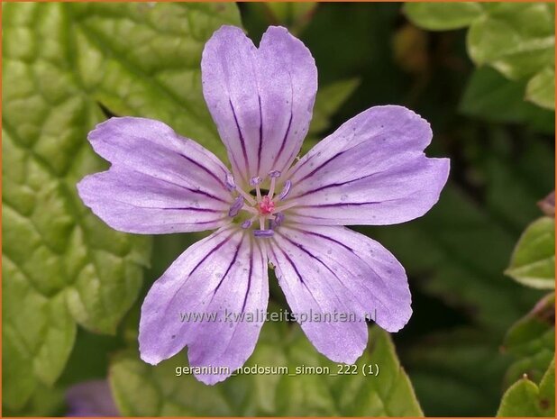 Geranium nodosum 'Simon' | Knopige ooievaarsbek, Ooievaarsbek, Tuingeranium, Geranium | Bergwald-Storchschnabel | Kno