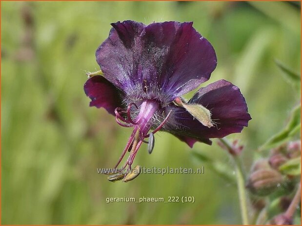 Geranium phaeum | Donkere ooievaarsbek, Ooievaarsbek, Tuingeranium, Geranium | Brauner Storchschnabel | Dusky Cranesbill