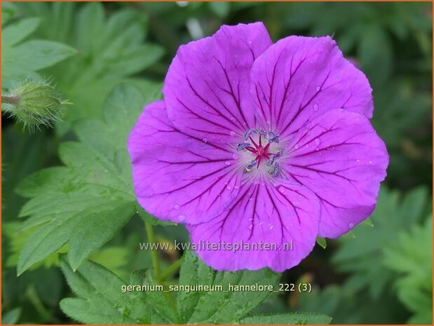 Geranium sanguineum 'Hannelore' | Bermooievaarsbek, Ooievaarsbek, Tuingeranium, Geranium | Blut-Storchschnabel | Bloo