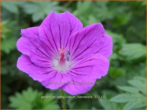 Geranium sanguineum 'Hannelore' | Bermooievaarsbek, Ooievaarsbek, Tuingeranium, Geranium | Blut-Storchschnabel | Bloo