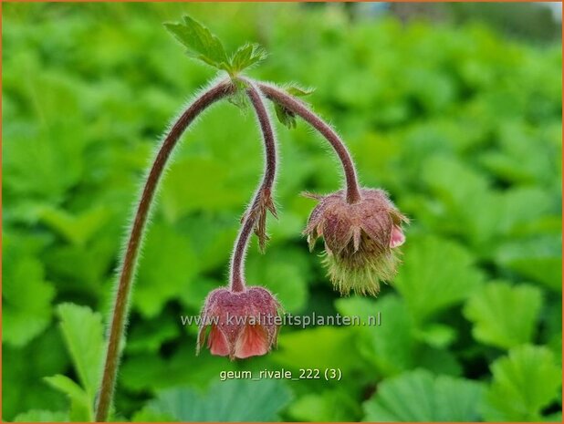 Geum rivale | Knikkend nagelkruid, Nagelkruid | Bach-Nelkenwurz | Water Avens