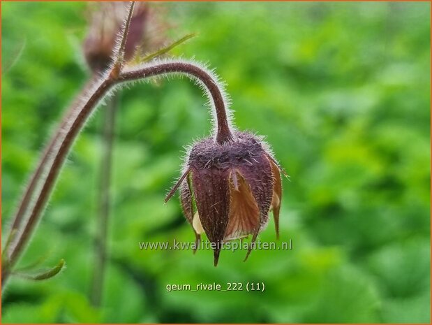 Geum rivale | Knikkend nagelkruid, Nagelkruid | Bach-Nelkenwurz | Water Avens