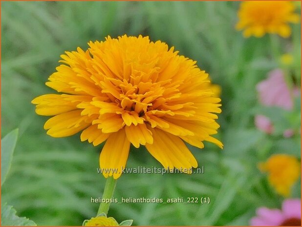 Heliopsis helianthoides 'Asahi' | Zonneoog | Gewöhnliches Sonnenauge | Rough Heliopsis