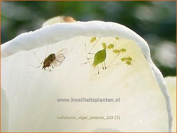 Helleborus niger 'Praecox' | Kerstroos, Nieskruid | Christrose | Christmas Rose