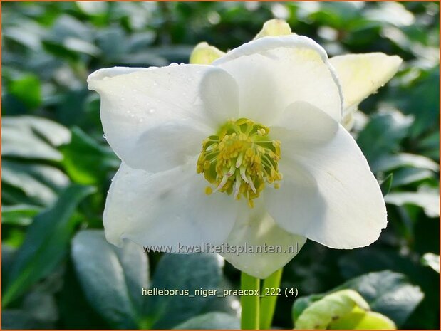 Helleborus niger 'Praecox' | Kerstroos, Nieskruid | Christrose | Christmas Rose
