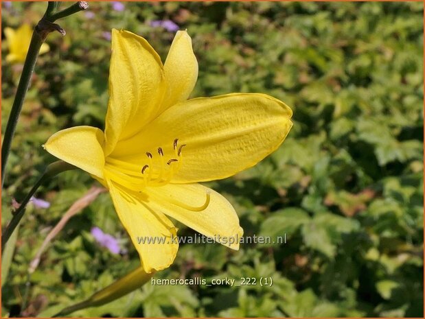 Hemerocallis 'Corky' | Daglelie | Taglilie | Day Lily