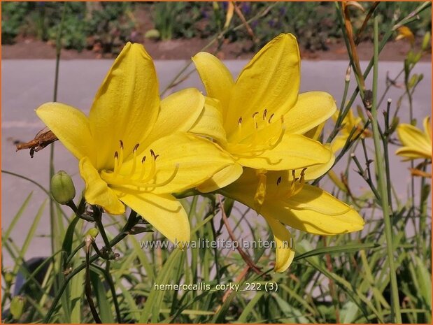 Hemerocallis 'Corky' | Daglelie | Taglilie | Day Lily