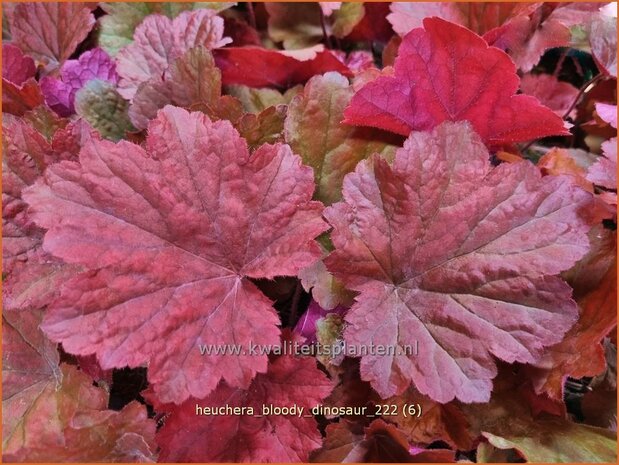 Heuchera 'Bloody Dinosaur' | Purperklokje | Purpurglöckchen | Coral Bells