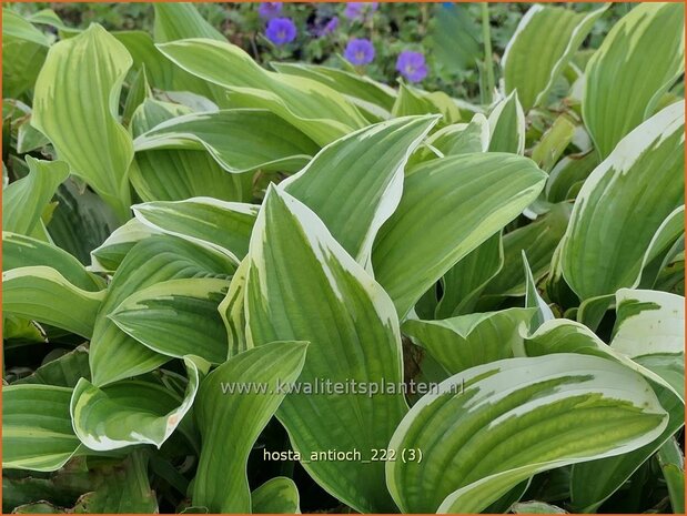 Hosta 'Antioch' | Hosta, Hartlelie, Funkia | Funkie | Hosta