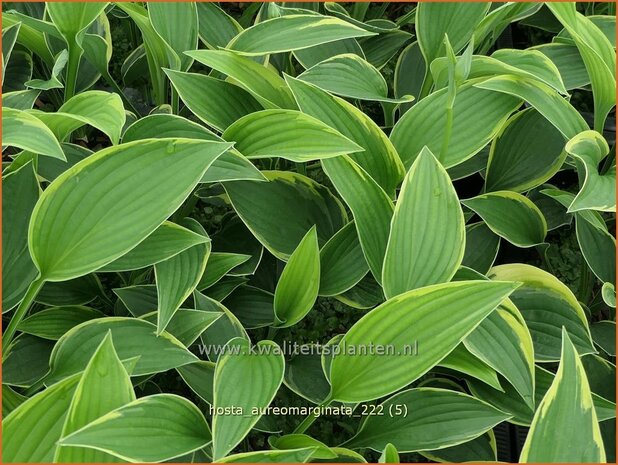 Hosta 'Aureomarginata' | Hosta, Hartlelie, Funkia | Funkie | Hosta