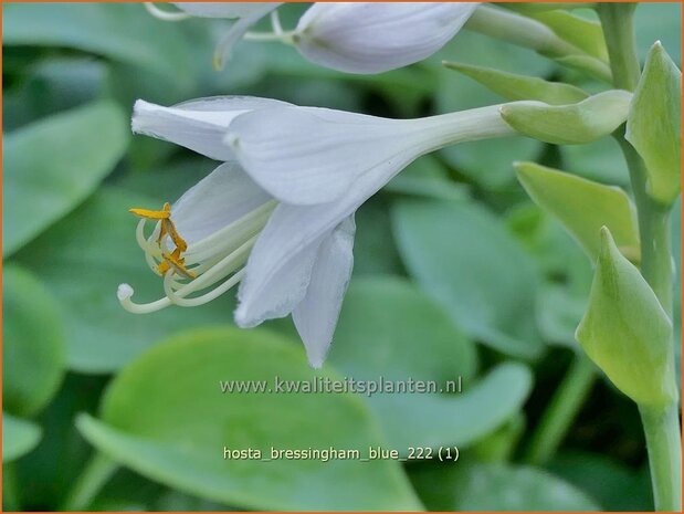 Hosta 'Bressingham Blue' | Hosta, Hartlelie, Funkia | Funkie | Hosta