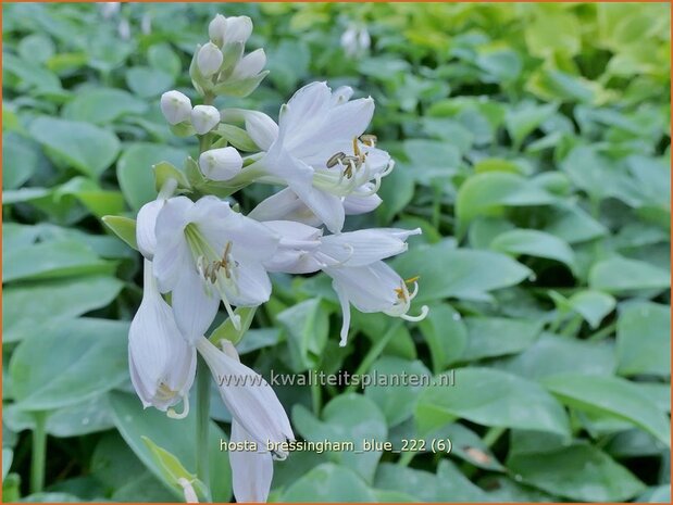 Hosta 'Bressingham Blue' | Hosta, Hartlelie, Funkia | Funkie | Hosta