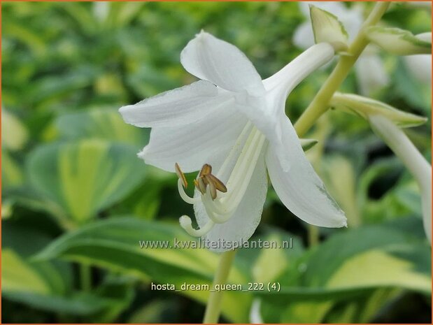 Hosta 'Dream Queen' | Hosta, Hartlelie, Funkia | Funkie | Hosta