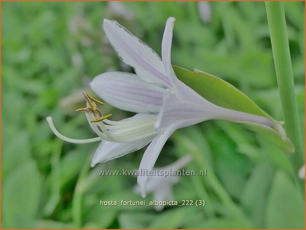 Hosta fortunei 'Albopicta' | Hosta, Hartlelie, Funkia | Funkie | Hosta