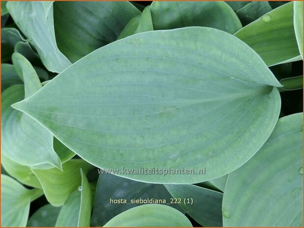 Hosta sieboldiana | Hosta, Hartlelie, Funkia | Funkie | Hosta