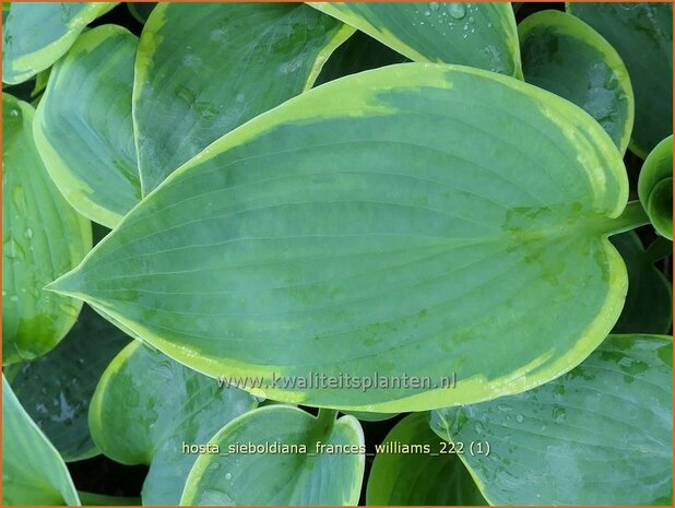 Hosta sieboldiana 'Frances Williams' | Hosta, Hartlelie, Funkia | Blaublatt-Funkie | Hosta