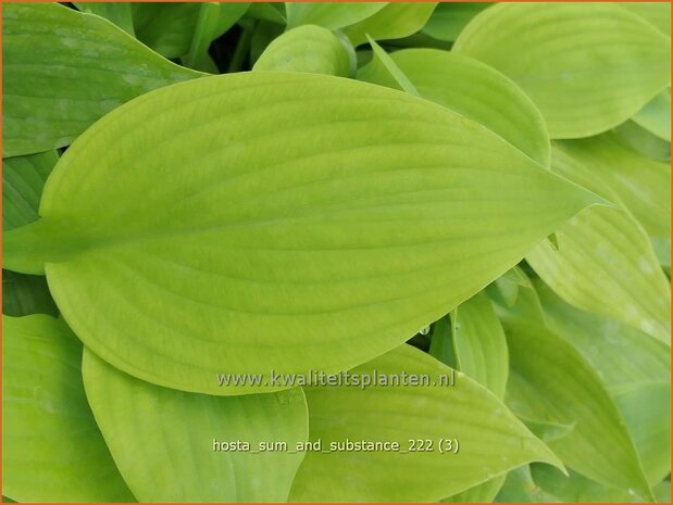 Hosta 'Sum and Substance' | Hosta, Hartlelie, Funkia | Funkie | Hosta