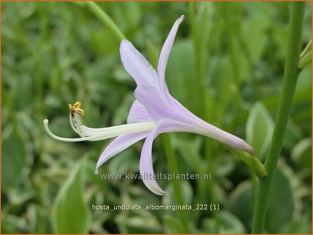 Hosta 'Undulata Albomarginata' | Hosta, Hartlelie, Funkia | Funkie | Hosta