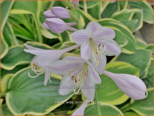 Hosta 'Wide Brim' | Hosta, Hartlelie, Funkia | Funkie | Hosta