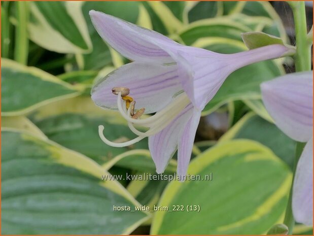 Hosta 'Wide Brim' | Hosta, Hartlelie, Funkia | Funkie | Hosta