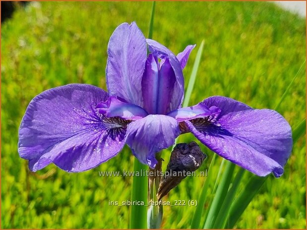 Iris sibirica 'Reprise' | Siberische iris, Lis, Iris | Sibirische Schwertlilie | Siberian Iris