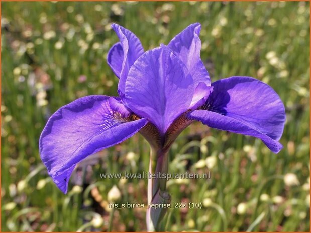 Iris sibirica 'Reprise' | Siberische iris, Lis, Iris | Sibirische Schwertlilie | Siberian Iris