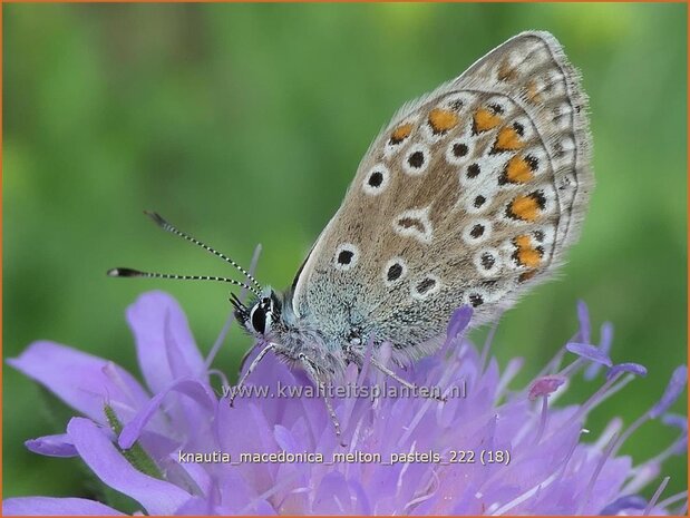 Knautia macedonica 'Melton Pastels' | Beemdkroon | Mazedonische Witwenblume | Crimson Scabious