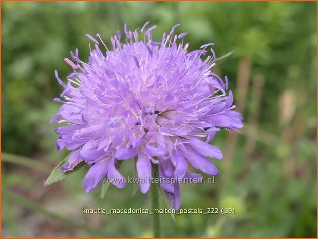 Knautia macedonica 'Melton Pastels' | Beemdkroon | Mazedonische Witwenblume | Crimson Scabious