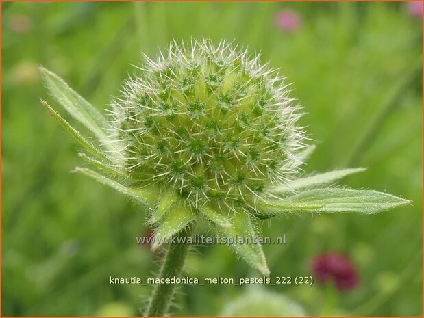 Knautia macedonica 'Melton Pastels' | Beemdkroon | Mazedonische Witwenblume | Crimson Scabious
