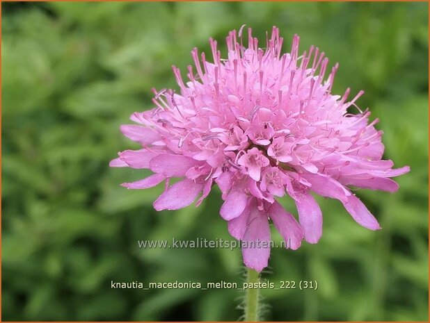Knautia macedonica 'Melton Pastels' | Beemdkroon | Mazedonische Witwenblume | Crimson Scabious