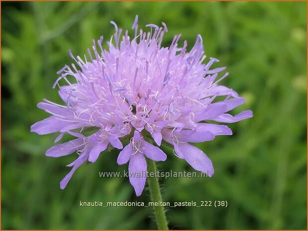 Knautia macedonica 'Melton Pastels' | Beemdkroon | Mazedonische Witwenblume | Crimson Scabious