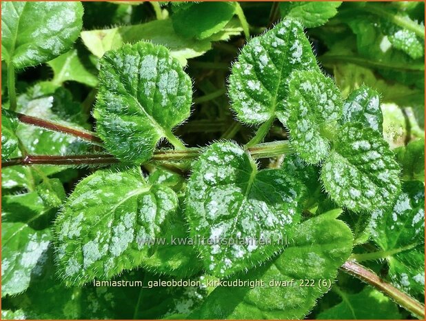 Lamiastrum galeobdolon 'Kirkcudbright Dwarf' | Gevlekte gele dovenetel, Dovenetel | Echte Goldnessel | Golden Dead Ne