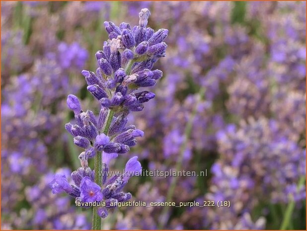 Lavandula angustifolia 'Essence Purple' | Echte lavendel, Gewone lavendel, Lavendel | Echter Lavendel | English L
