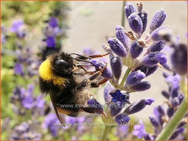 Lavandula angustifolia 'Munstead' | Echte lavendel, Gewone lavendel, Lavendel | Echter Lavendel | English Lavender