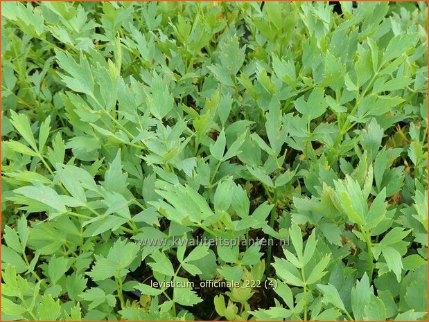 Levisticum officinale | Maggiplant, Lavas | Maggikraut | Maggi Herb